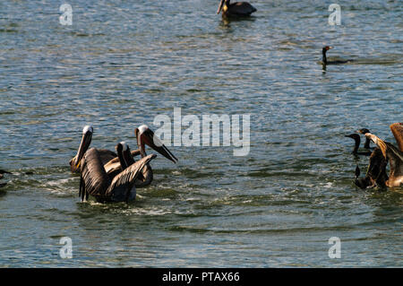 Eine große Gruppe der Kämpfenden Pelikane im Moss Landing State Wildlife Area, in der Monterrey Bay, Kalifornien Stockfoto