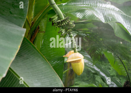 Closeup Schuß aus einem Bündel von Bananenanbau auf ihrem Baum Stockfoto