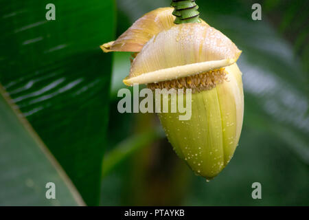 Closeup Schuß aus einem Bündel von Bananenanbau auf ihrem Baum Stockfoto