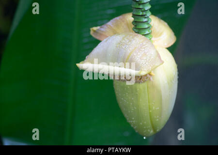 Closeup Schuß aus einem Bündel von Bananenanbau auf ihrem Baum Stockfoto