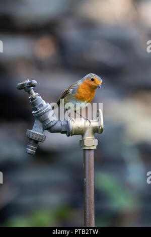 Europäische Robin Erithacus rubecula thront auf einem Garten Wasser bei einer feschen Winkel tippen. Stockfoto