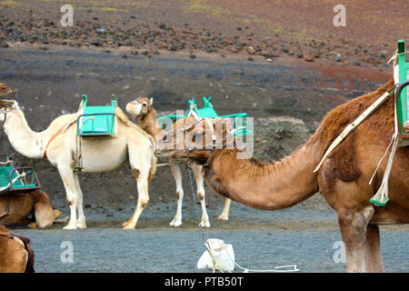 Kamele mit Schnauze ruhen und warten auf Touristen für Kamelreiten in der Wüste von Timanfaya Park, Lanzarote, Spanien zu gelangen Stockfoto