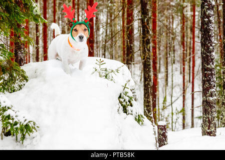 Hund tragen Kostüm der Weihnachtsmann Rentier Rudolph im Norden Finnlands wald winter Stockfoto