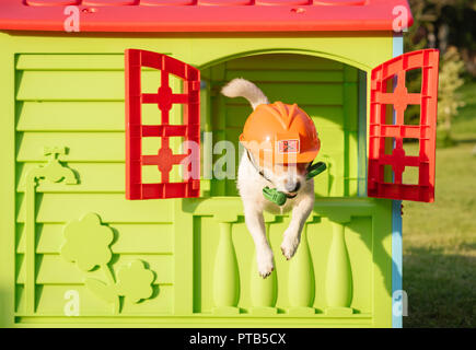 Hund mit Hammer und hardhat als lustig Handwerker in Eile zu helfen Stockfoto