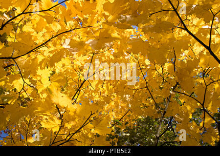 Schönen Komposition von gelb und orange Herbst Blätter auf die Sonne, Landschaft, Herbst verschwommenen Hintergrund Stockfoto