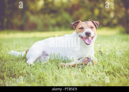 Glücklicher Hund mit großen schinkenknochen Für schwere chewers und Zahnpflege Stockfoto