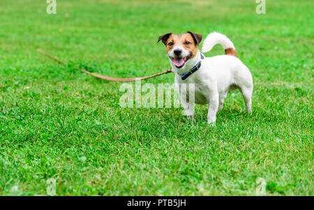 Jack Russell Terrier Hund angebunden, mit langen pet Training führen. Stockfoto