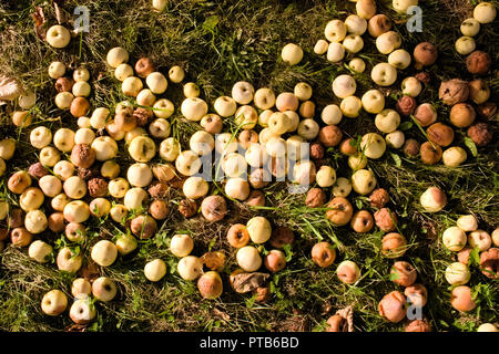 Teppich von faulen Äpfeln zurückgegangen und liegen auf dem Rasen im Herbst, unter ihnen sind einige Reife frische Äpfel Stockfoto