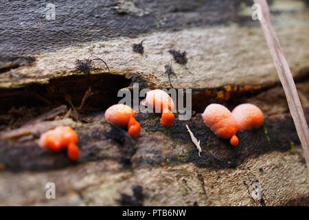 Kleine rote Pilze (Lycogala epidendrum) wachsen auf fäule Rinde, Gatineau Park, Quebec, Kanada. Stockfoto