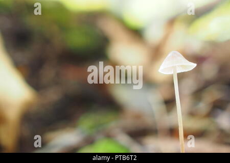 Mycena stylobates (bauchiger Motorhaube) wachsen auf dem Waldboden, Gatineau Park, Quebec, Kanada. Stockfoto