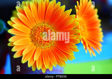 Nahaufnahme eines orange Barberton Daisy (Gerbera jamesonii). Stockfoto