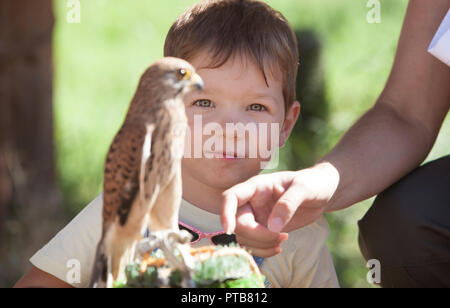 Kind Junge mit verwundeten Rötelfalkens bei bird Rescue Center. Umweltbildung für Kinder Konzept Stockfoto
