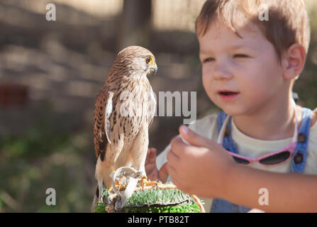 Kind Junge mit verwundeten Rötelfalkens bei bird Rescue Center. Umweltbildung für Kinder Konzept Stockfoto