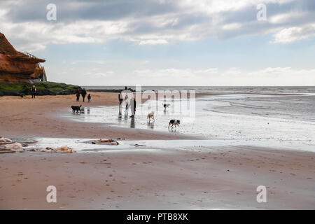 Eine Gruppe von Menschen ihre Hunde nehmen für einen Nachmittag Spaziergang entlang dem Strand von Exmouth, Devon, England. 20. März 2018 Stockfoto