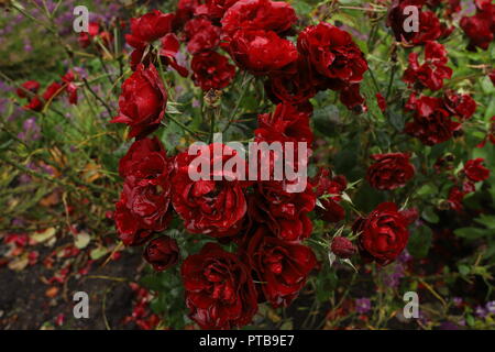 Schöne Blut rote Rosen im Garten unter dem Regen. Wasser fließt von der Blütenblätter. Regen fällt wie Kristalle. Stockfoto