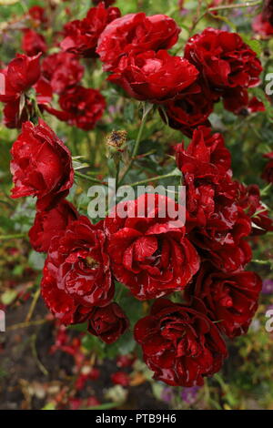 In der Nähe von schönen Blut rote Rosen im Garten unter dem Regen. Wasser fließt von der Blütenblätter. Regen fällt wie Kristalle. Stockfoto