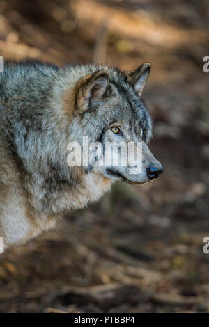 Porträt eines Grauen oder Timber Wolf. Der Wolf ist auf der Suche nach rechts. Der Hintergrund ist braun Schmutz. Stockfoto