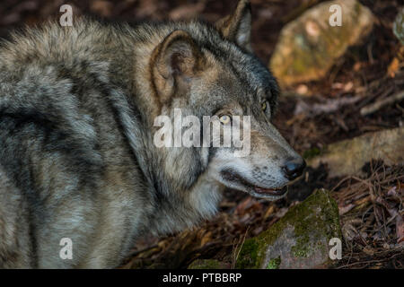 Grau oder Timber Wolf vor einigen Felsen. Es ist auf der Suche nach rechts mit seinen Mund teilweise geöffnet. Stockfoto