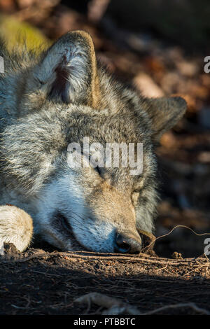 Holz oder grauen Wolf auf dem Boden schlafen. Stockfoto