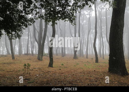 Ich ging zu einem Park einen Spaziergang in den frühen Morgenstunden zu nehmen und den Wald im Nebel. Ich habe aus meiner EOS M Kamera und auf den Pence und bekam diese Szene. Stockfoto