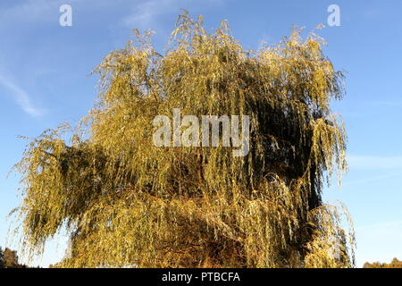 Trauerweide am blauen Himmel Hintergrund im frühen Herbst Stockfoto