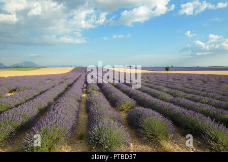Lavendel Felder auf dem Plateau von Valensole Provence Frankreich Stockfoto