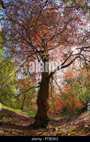 Buche Fagus sylvatica wachsen in der Washburn Valley North Yorkshire Stockfoto