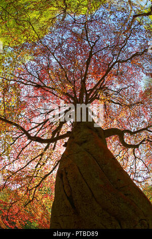 Buche Fagus sylvatica wachsen in der Washburn Valley North Yorkshire Stockfoto