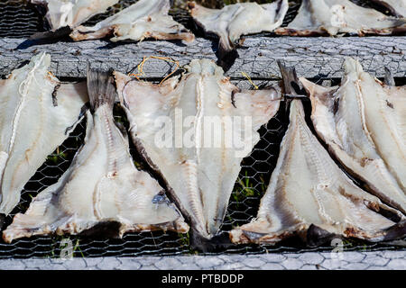 Stockfisch trocknen auf Regalen in ländlichen Neufundland, Kanada. Stockfoto