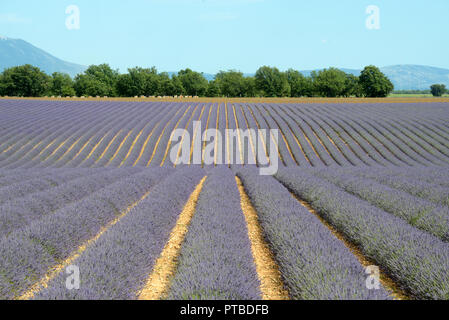 Reihen von Lavendel & Lavendel Felder auf dem Plateau von Valensole Alpes-de-Haute-Provence, Frankreich Stockfoto