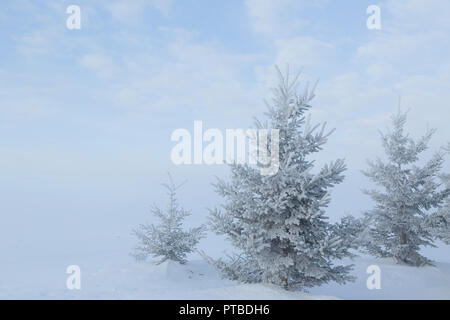 Schnee bedeckt Nadelbäume im Winter Landschaft. Stockfoto