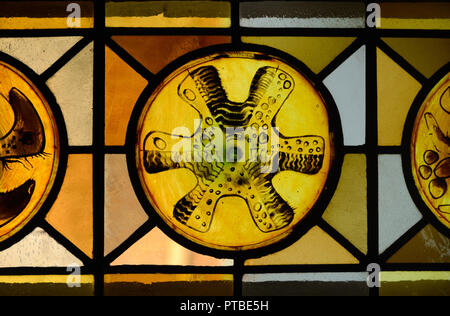 Abstrakte oder geometrische Muster der Glasfenster in der Kirche von Saint Trophime Arles Provence Frankreich Stockfoto