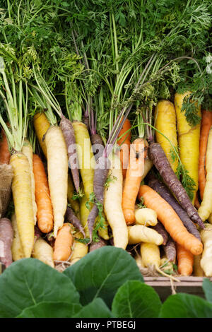 Daucus carota subsp. sativus Erbe Karotten an der RHS Malvern Herbst zeigen. Stockfoto