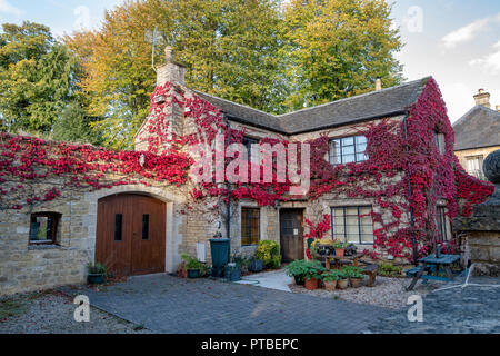 Parthenocissus Tricuspidata. Red Boston Ivy/Japanische Kriechgang Blätter über ein Haus im Herbst. Bourton auf dem Wasser, Cotswolds, Gloucestershire, VEREINIGTES KÖNIGREICH Stockfoto