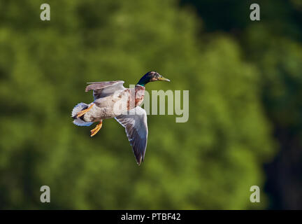 Eine einzelne männliche Stockente (Anas Playtrhynchos) fliegen mit Flügel öffnen Vorbereitung mit grünen Bäumen im Hintergrund zu Land Stockfoto