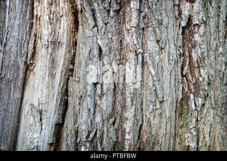 Hintergrund: Die Textur von Baumrinde Stockfoto