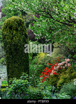 Baume involucrata, Taube, Taschentuch Baum, weiß, Blume, Blumen, blühen, baum, bäume, Zierpflanzen, Altamont Gardens, Corona Nord, Carlow, RM Floral Stockfoto