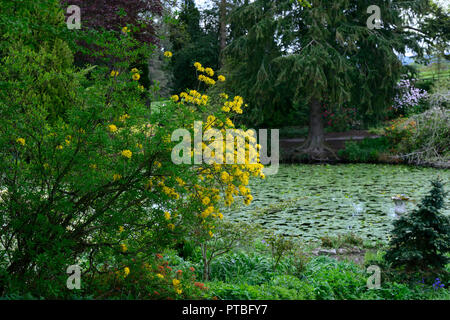 Rhododendron luteum, gelbe Azalee, geißblatt Azalea, Holz, Wald, Baum, Strauch, Sträucher, Altamont Gardens, Corona Nord, Carlow, RM Floral Stockfoto