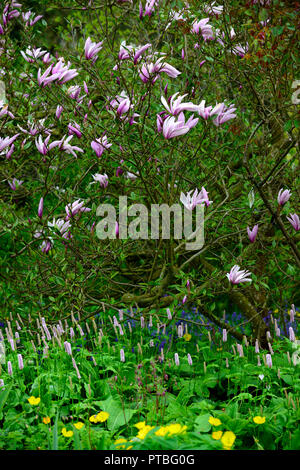 Magnolia x loebneri Leonard Messel, Baum, Bäume, Blumen, Blumen, Blüte, Meconopsis cambrica, Gelb, Blumen, Blüte, Frühling, welsh Poppy, Mohn, RM Flor Stockfoto