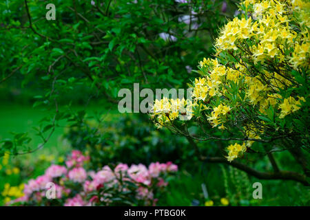 Rhododendron luteum, gelbe Azalee, geißblatt Azalea, Holz, Wald, Baum, Strauch, Sträucher, RM Floral Stockfoto