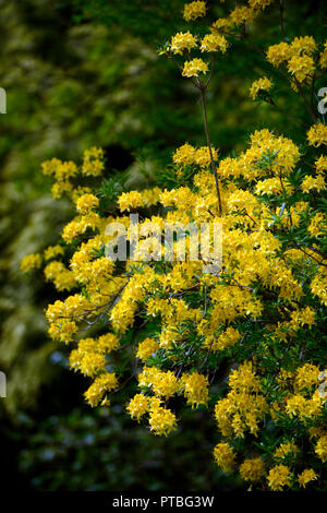 Rhododendron luteum, gelbe Azalee, geißblatt Azalea, Holz, Wald, Baum, Strauch, Sträucher, Altamont Gardens, Corona Nord, Carlow, RM Floral Stockfoto