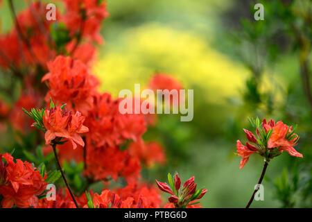 Rhododendron satan, Orange, Rot, Blume. Blumen, Blte, Baum, Bume,  Strucher, Strauch, RM Floral Stockfotografie - Alamy