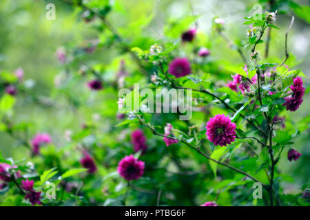 Rubus californica olympischen Doppel-, Flore pleno, salmonberry, lila-rosa, Blume, Blumen, Blüte, Dickicht bildend, Sträucher, Strauch, Frühling, Blume, Blumen, flowe Stockfoto