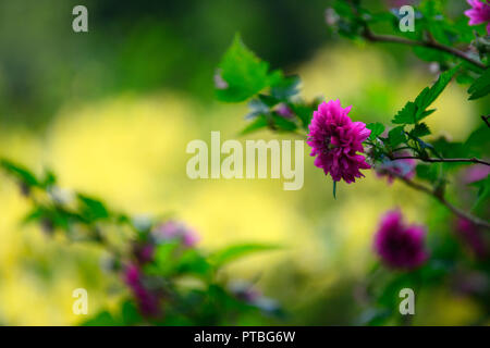 Rubus californica olympischen Doppel-, Flore pleno, salmonberry, lila-rosa, Blume, Blumen, Blüte, Dickicht bildend, Sträucher, Strauch, Frühling, Blume, Blumen, flowe Stockfoto