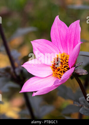 Gelbe zentriert, reich magenta Blüte des Dunklen leaved winterharte Sommer Beetpflanze, Dahlie 'Magenta Star' Stockfoto