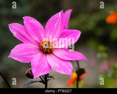 Gelbe zentriert, reich magenta Blüte des Dunklen leaved winterharte Sommer Beetpflanze, Dahlie 'Magenta Star' Stockfoto