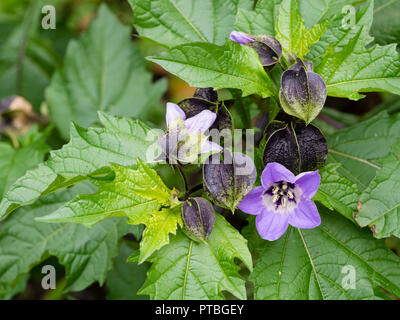 Aufgepumpt dunkle Knospen und die blaue Blume der robustes jährliches "Apple von Peru, Nicandra physalodes Stockfoto