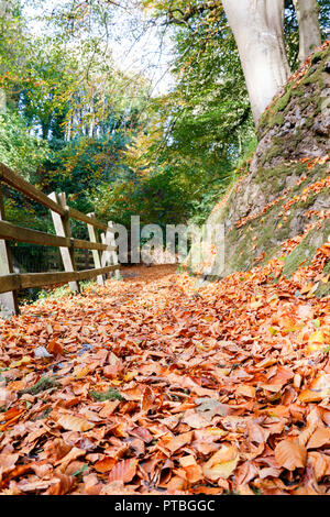 Low Angle View der Waldweg in den gefallenen Blätter im Herbst fallen Stockfoto