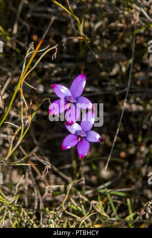 Elythranthera brunonis, Lila Emaille Orchid Stockfoto