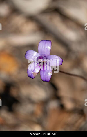 Elythranthera brunonis, Lila Emaille Orchid Stockfoto